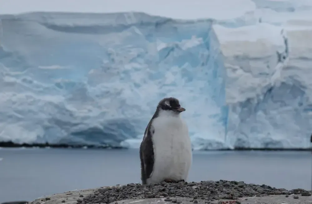 Penguin